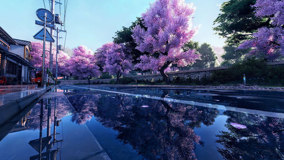 樱花