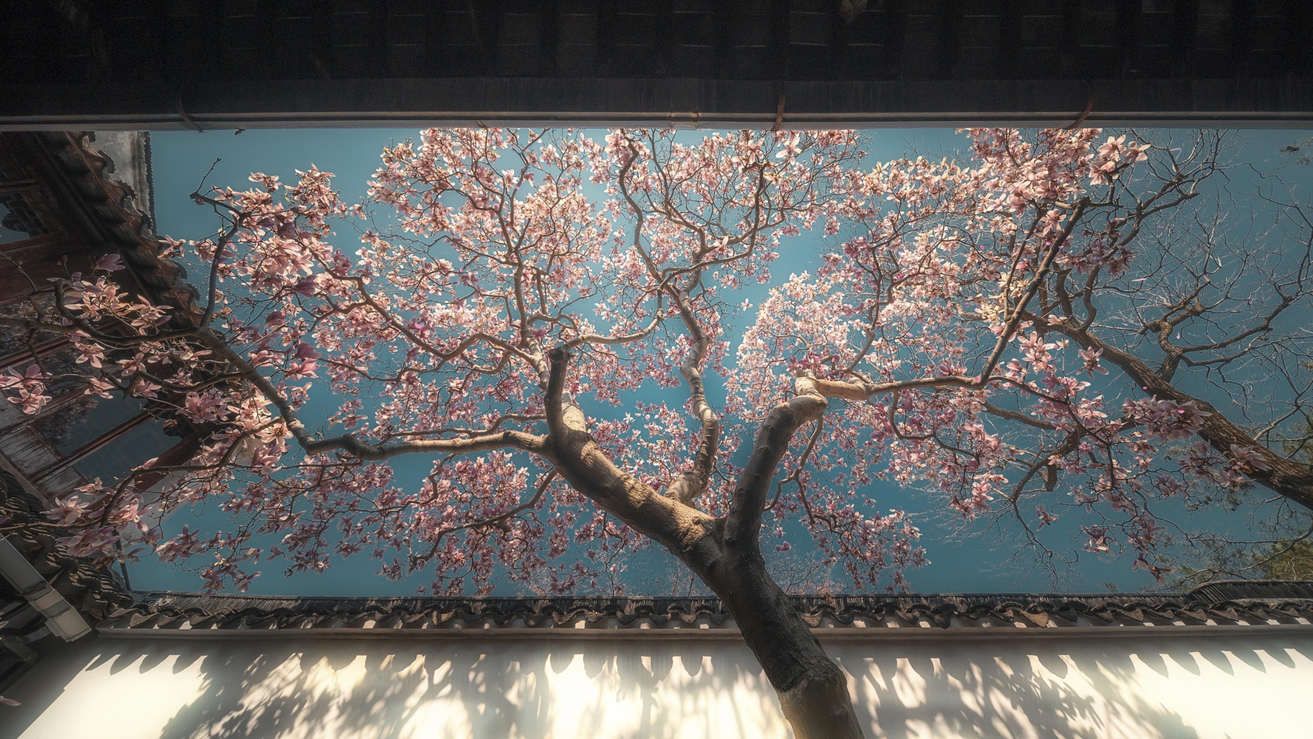 四合院樱花